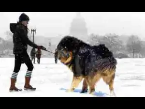 Video: Top 10 Best Companion Dog Breeds